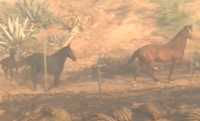 Orman yangınına aldırış etmeyen at, arkadaşlarının yardımına koştu