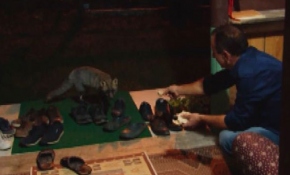 Siyah tilki her akşam yaylacının evine misafir oluyor