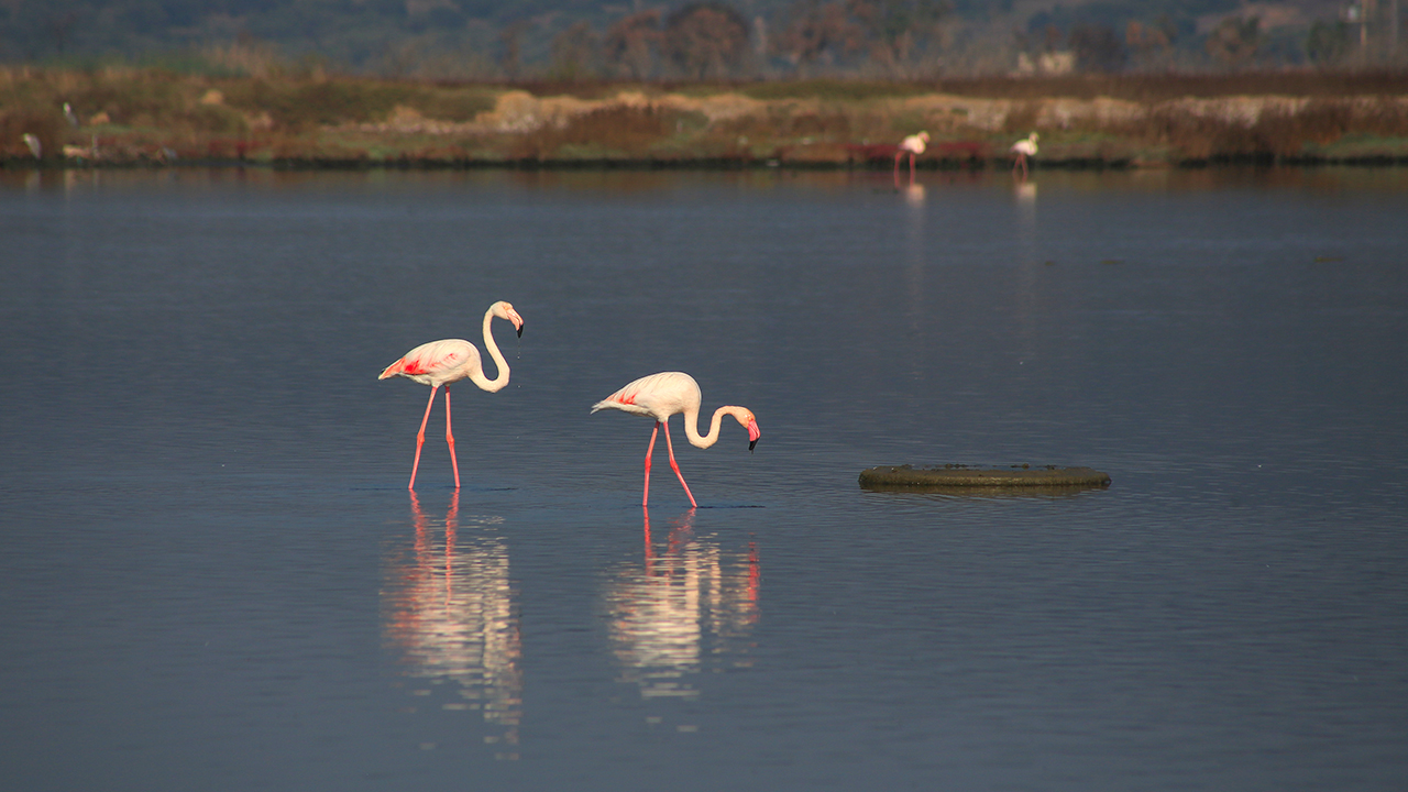 Yıl boyunca farklı kuş türlerine ev sahipliği yapan Milas`ın Boğaziçi Mahallesi`ndeki Tuzla Sulak Alanı, flamingolarla renklendi.
