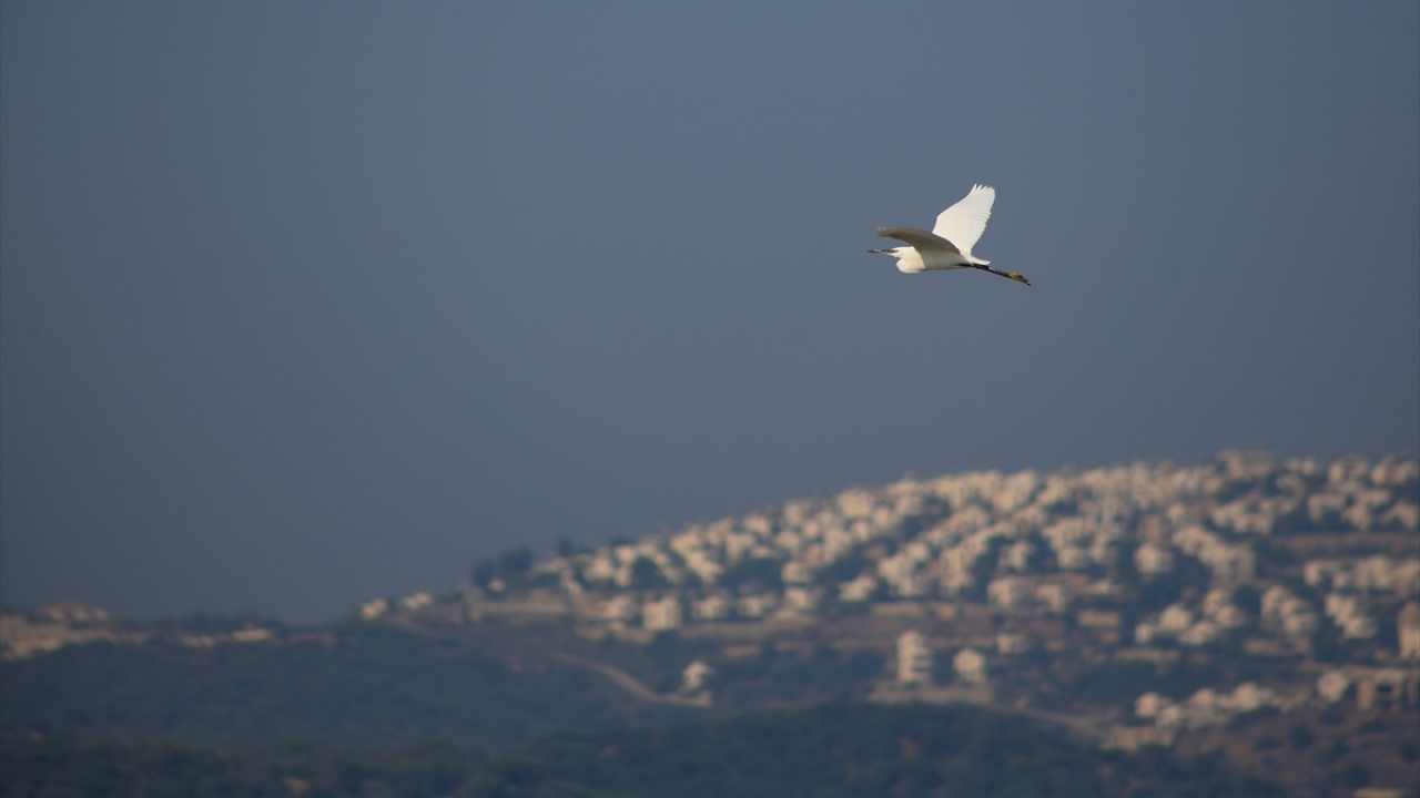 Milas-Bodrum kara yolu kenarında bulunan sulak alana gelenler, kıyıya yakın noktalarda beslenen flamingoları görüntüleme fırsatı buldu.