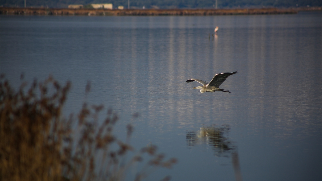 Boğaziçi Mahallesi Muhtarı Ferhat Karakoyun, flamingoların alana her yıl ekim ve kasım gibi geldiğini söyledi.