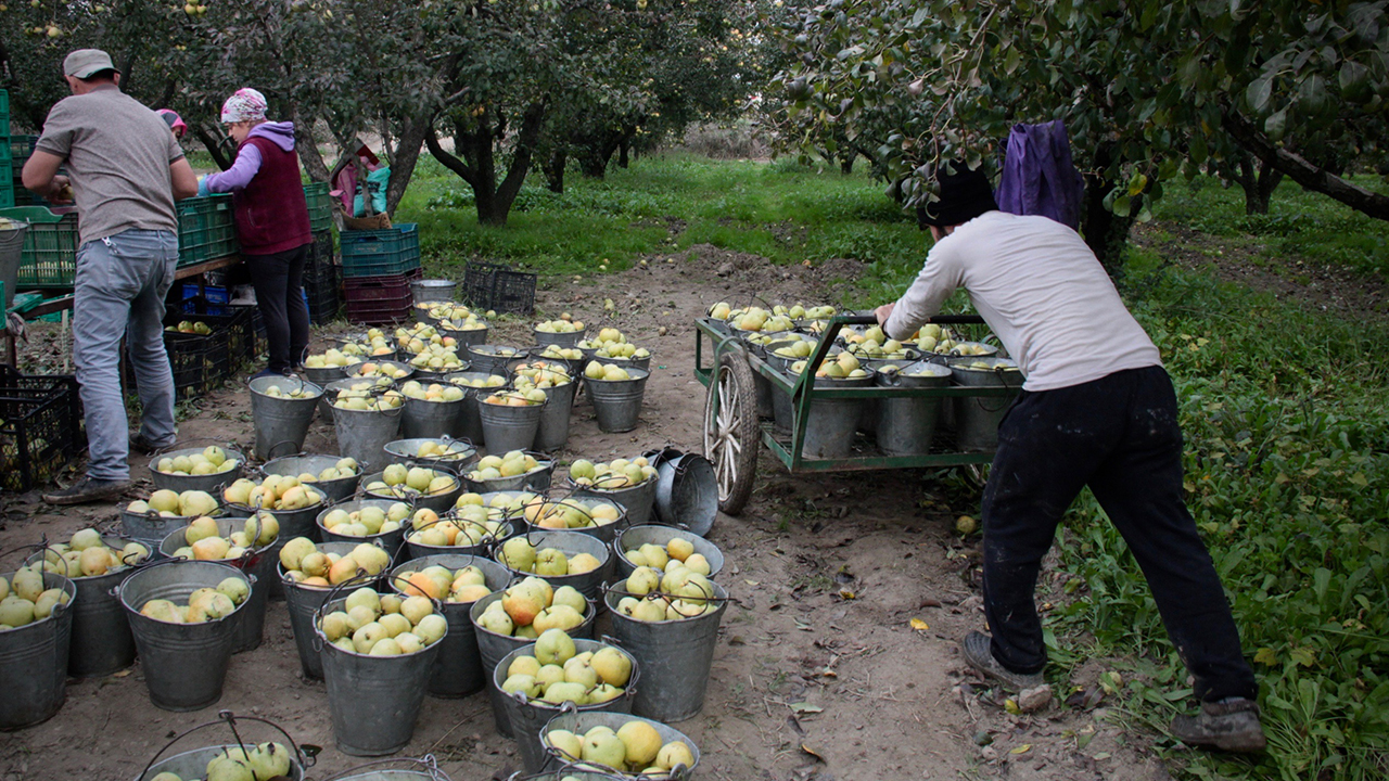 Her biri 600-700 gram ağırlığında olan deveci armudunda rekolte 70-80 bin ton seviyesinde gerçekleşti.