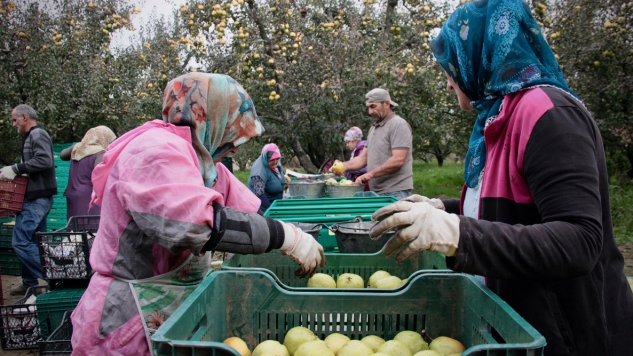 "Türkiye`nin armut bahçesi" olarak bilinen ve üründe ülke ortalamasının 4 katı verim elde edilen Gürsu Ovası`nda deveci armudu kilogram başına toptan 2-3 liradan satılıyor.