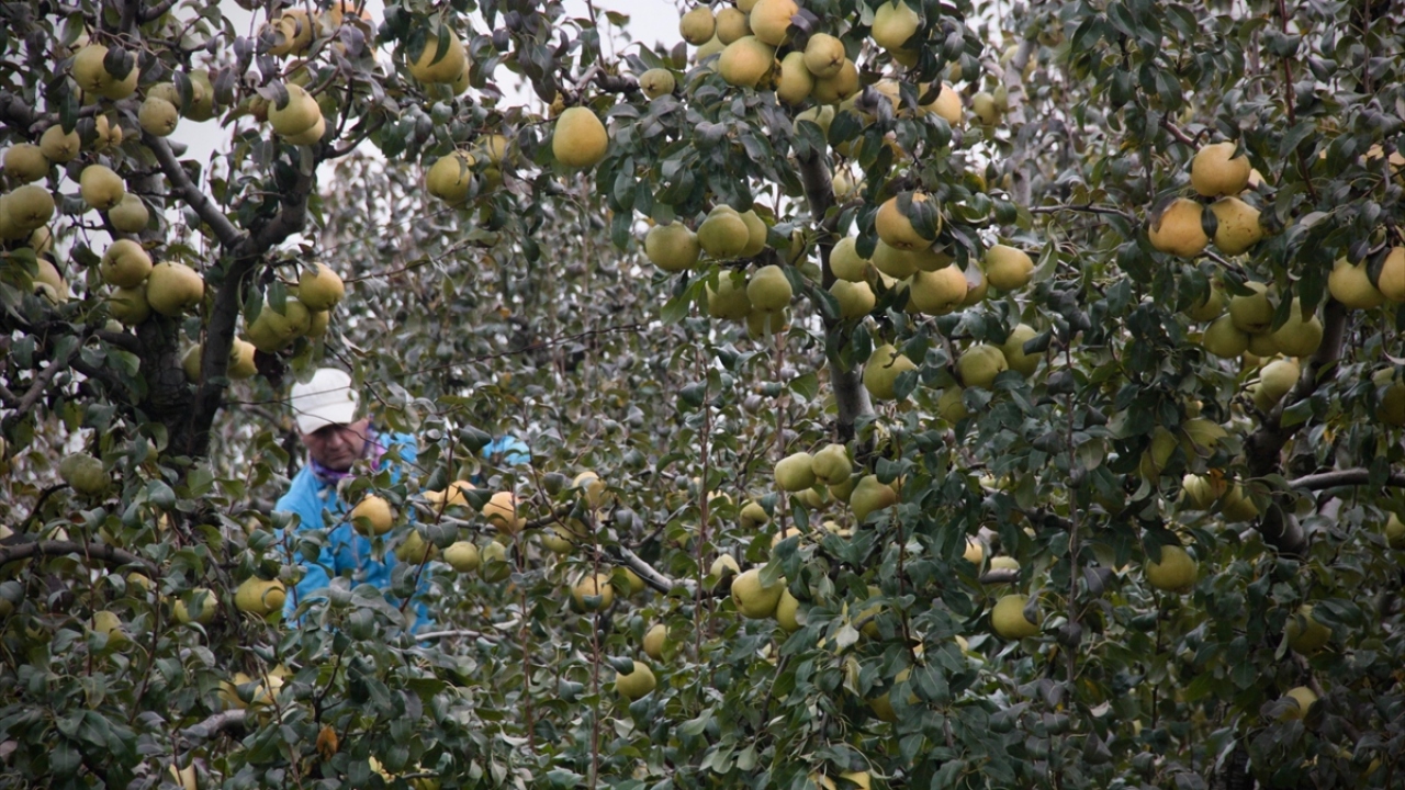 Osman Özkan, deveci cinsi armudun bir adedinin 1 kilogram ağırlığa kadar ulaşabildiğini dile getirdi.