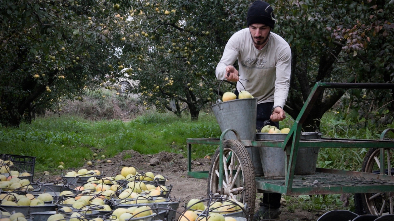 Özkan, toplandıktan sonra soğuk hava depolarına gönderilen ürünün ağırlıklı olarak iç piyasaya verildiğini söyledi. Özkan, "Yurt dışına da özellikle Arap ülkelerine, Rusya`ya deveci armudu gönderiyoruz." ifadesini kullandı.