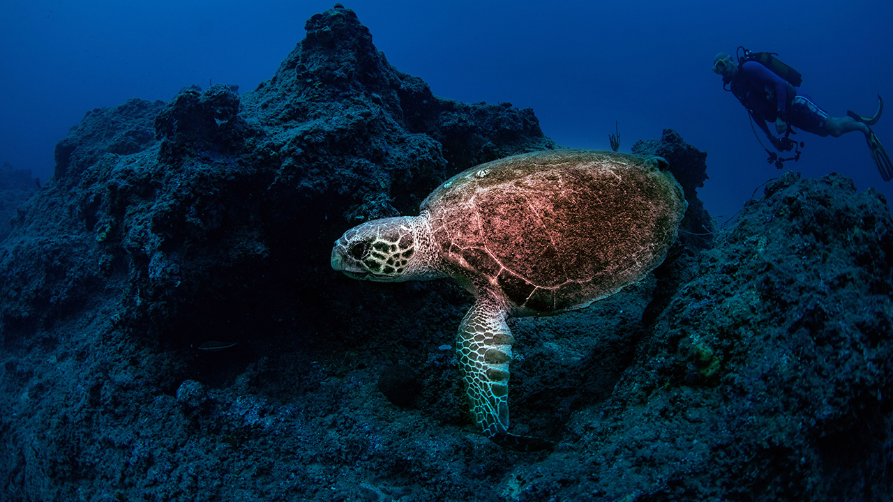 Mitolojik hikayelere de ev sahipliği yapmış olan "Olympos", Türkiye`deki en önemli turizm merkezlerinden biri.