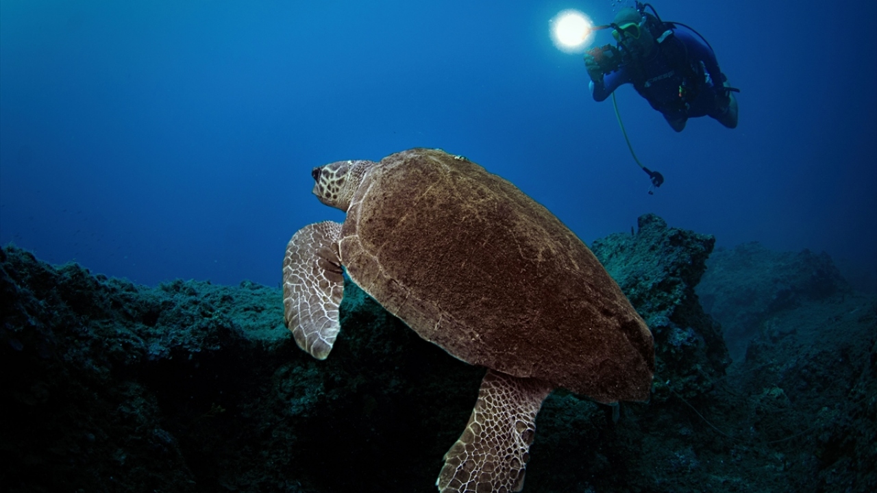 Her yıl dünyanın farklı coğrafyalarından turistleri ağırlayan "Olympos", doğa ve tarihle iç içe vakit geçirmek isteyenlere, unutulmayacak bir tatil keyfi sunuyor.