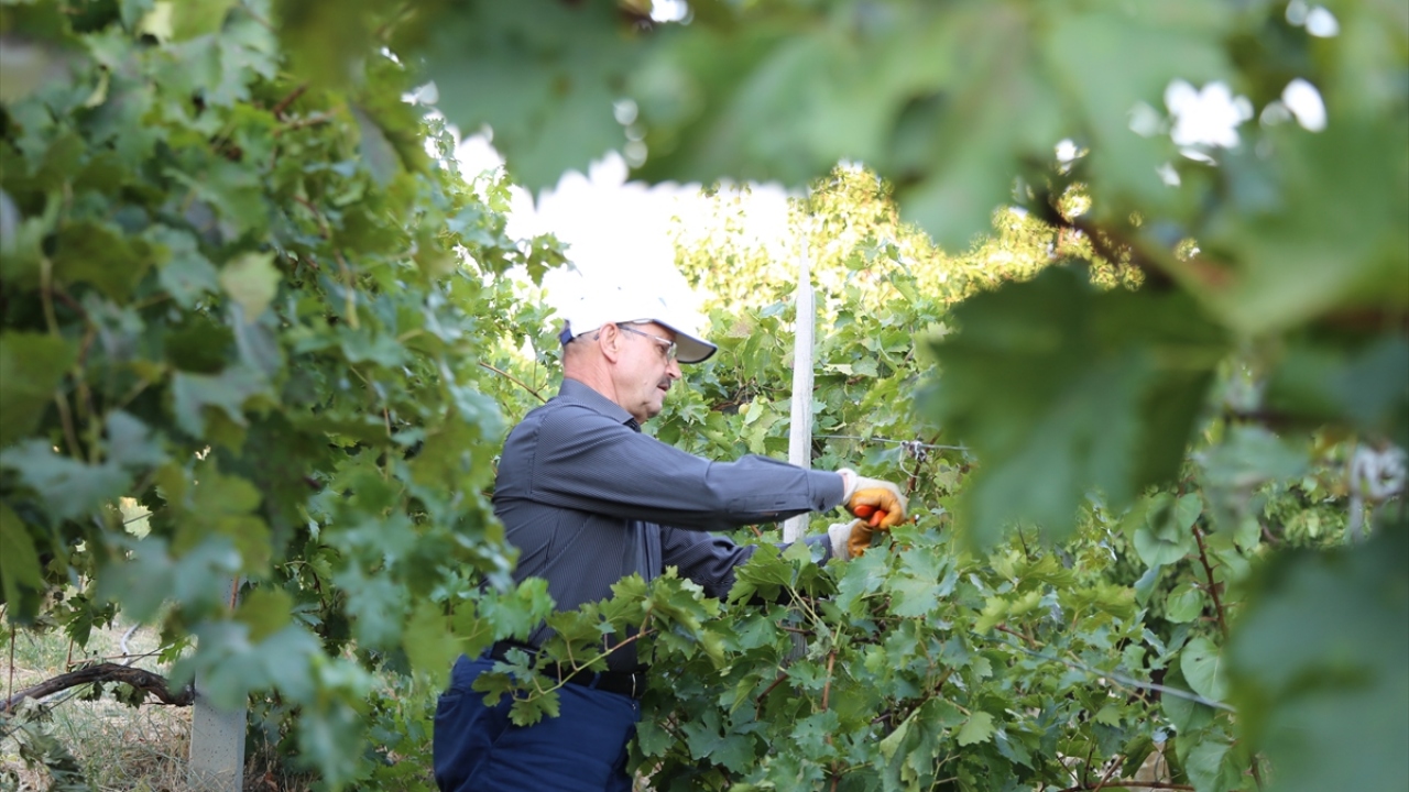 Öte yandan, siyasetin ve günlük işlerin temposundan bir nebze olsun uzak durmak için bahçesinde de bolca vakit geçiren Sorgun, Anadolu`da yüzyıllardır süre gelen pekmez kaynatma geleneğini de yaşatıyor.   