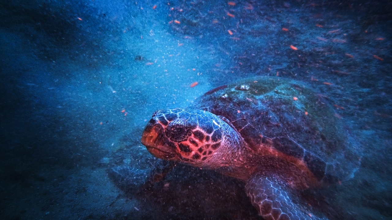 Deniz canlıları dalış tutkunlarını büyülüyor