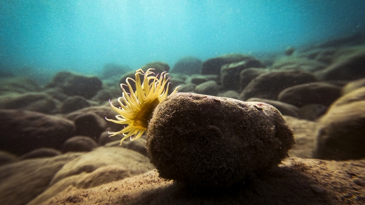 Yiğit dalış sırasında en çok deniz kaplumbağası, vatoz türleri, orfoz, lahoz, akya, palamut, gün balığı, papağan ve papaz balığının görüldüğünü belirtti. 