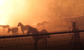 California'da yangınlar nedeniyle acil durum ilan edildi