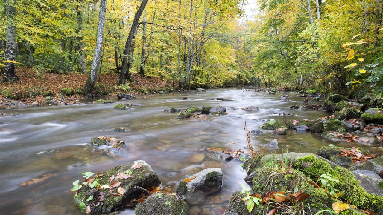 Trakya`nın Karadeniz kıyılarında meşe ve çam ağaçlarıyla kaplı Istranca ormanlarında sonbahar güzelliği yaşanıyor.