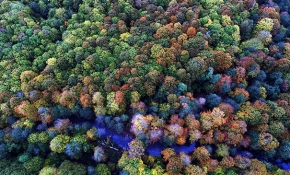 Istranca ormanları sonbahar renklerine büründü