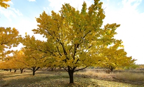 Kayısı bahçelerinde masalsı sonbahar