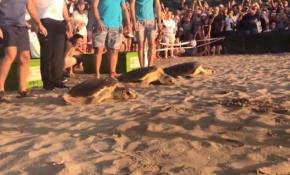 Tedavileri tamamlanan caretta carettalar denizle buluştu