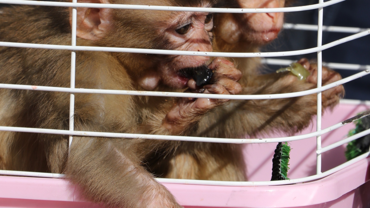 Doğurganlık, hijyen ve tür sayısı bakımından Türkiye`nin en güzel hayvanat bahçesinin kentte olduğunu belirten Şahin, 