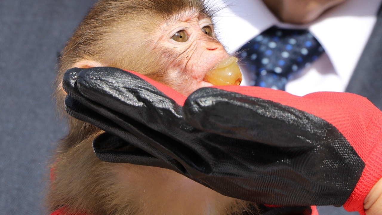 Ziyaretçilerin katıldığı oylamayla maymunlardan dişi olanına "Fıstık", erkek olanına da "Zeytin" ismi verildi.