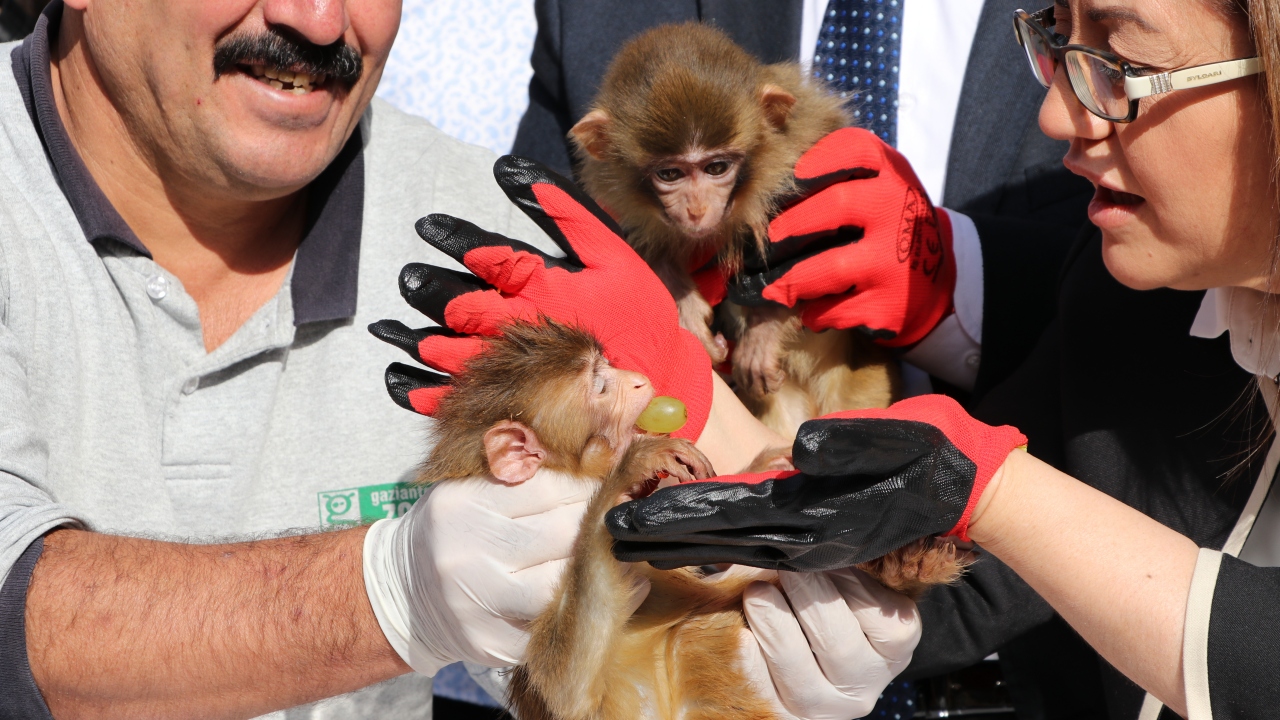 Şempanze Can, doğum gününü kutladı 