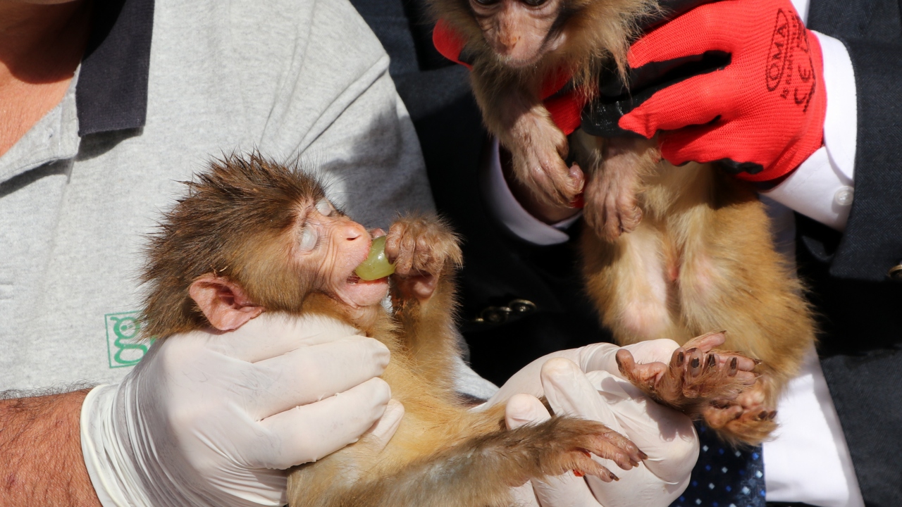  Gaziantep Valisi Davut Gül`ün de katıldığı programda ziyaretçiler hayvanlarla bol bol fotoğraf çektirdi.