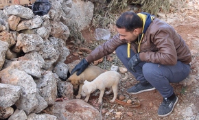 Bağdadi operasyonunda enkaz altında kalan yavru köpekler kurtarıldı