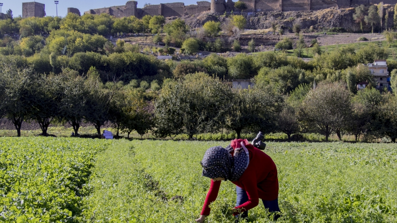 "Güzel gören güzel düşünür"