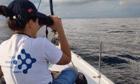 Akdeniz ve Karadeniz'de 11 binden fazla yunus ile balina gözlemlendi