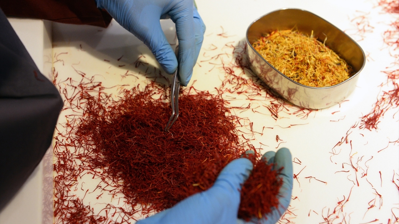 Çiçeklerin bir kilosundan 10 gram safran çıkıyor