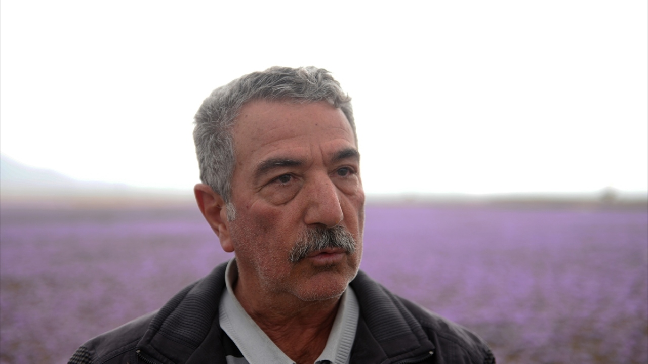 İranlı çiftçi Muhammed Emini ise ürünü pazarda  çiçek, kırmızı ve beyaz kök olarak 3 ayrı şekilde sattıklarını belirtti.