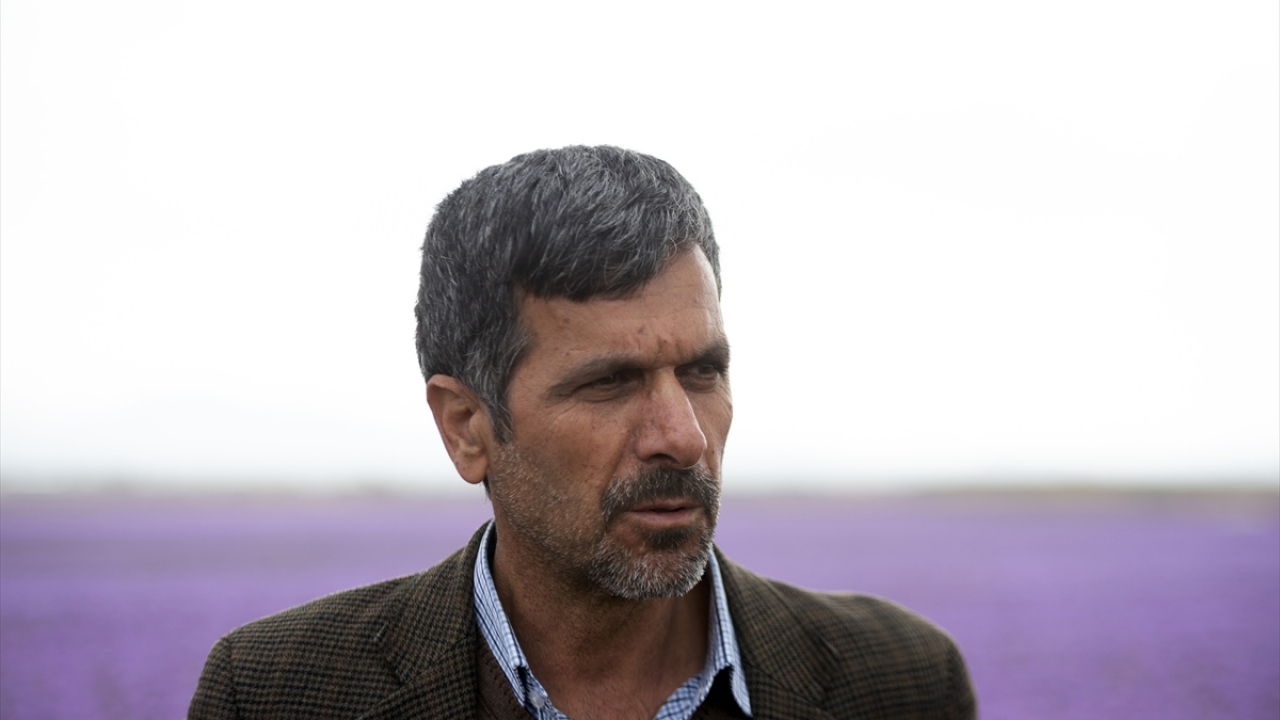 Türbet Haydariye`deki Gülsera köyünde bulunan safran tarlalarından birinin sahibi olan Hüseyin Mehramiz, safran ekimi ve bakımının tamamen organik ve doğal yollarla yapıldığını ve hiçbir şekilde kimyasal ilaç kullanılmadığını dile getirdi. 