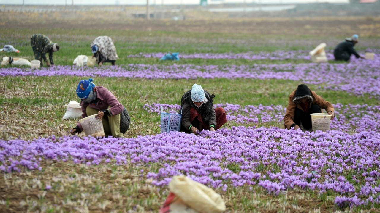 Dünyada en fazla ve en kaliteli safranın üretildiği yer olan İran, bu sektörde öncü olarak kabul ediliyor. Burada üretilen safran yaklaşık 60 ülkeye ihraç ediliyor. 