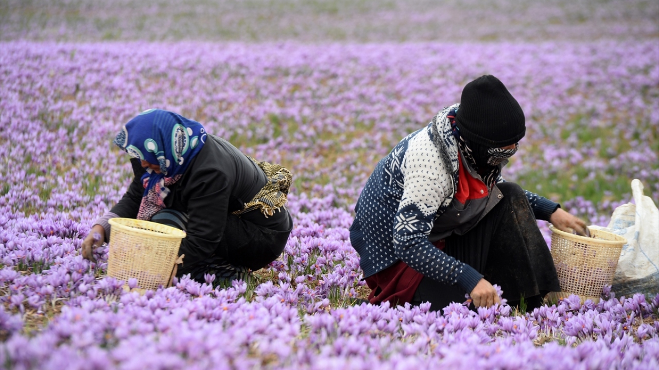 Mayıstan eylüle kadar ekim ve bakım süreci devam eden safranın hasat zamanı da ekim ayının sonlarına doğru başlıyor.