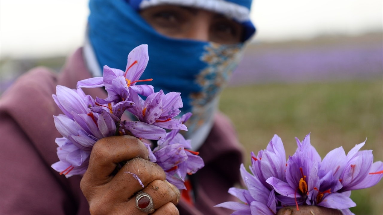 Yaz aylarında toprağa ekilen safran soğanları sonbahara doğru filizleniyor ve kışa doğru da çiçek açıyor.