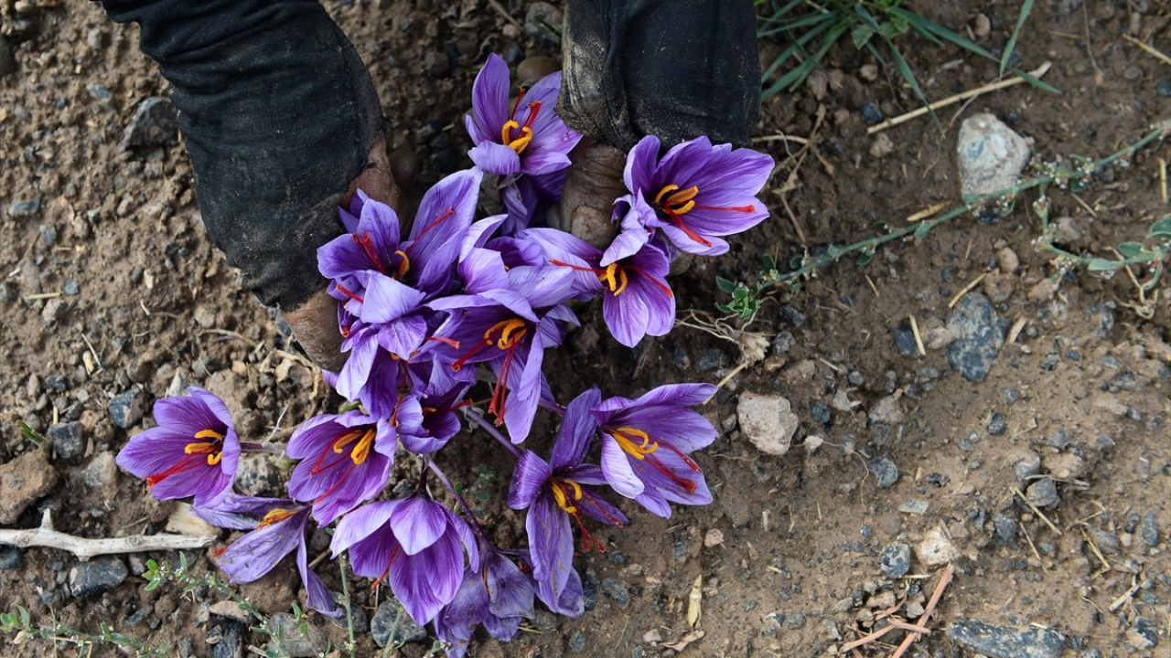 Safranın ekildiği tarlalar iki sene sonra mahsul vermeye başlıyor ve 6-7 yıldan sonra ekim yerinin değiştirilmesi gerekiyor. 