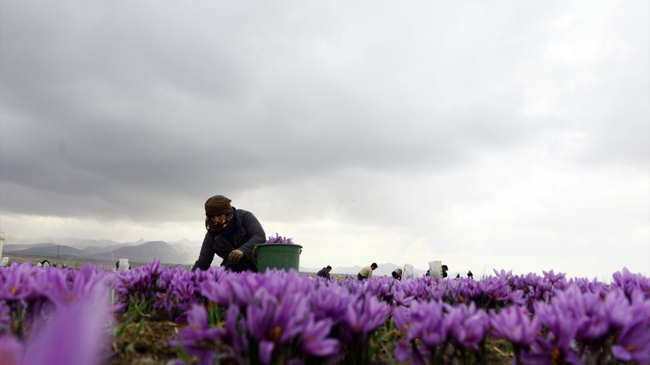 Hayvancılık da yaptıkları için tarlalarda hayvan gübresi kullandıklarını ve kimyasal ilaçlama yerine işçi tutarak zararlı otları tek tek ayıkladıklarını ifade eden Emini, ilaçlamanın çiçekleri zayıflattığını söyledi. 