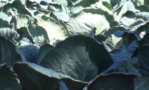 Kahramanmaraş'ın dev lahanaları görenleri şaşırtıyor