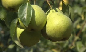 Karyağdı armudunda bu yıl verim yüksek