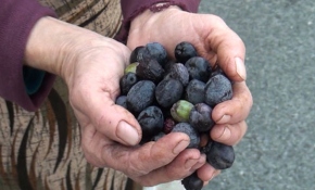 Artvin'in tescilli zeytini