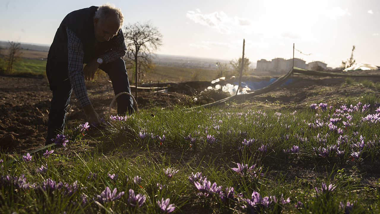 Üretici Hasan Artan, safranın hem ekim alanını genişletmeyi hem de Trakya çiftçisine safran ekiminde öncü olmayı hedefliyor.