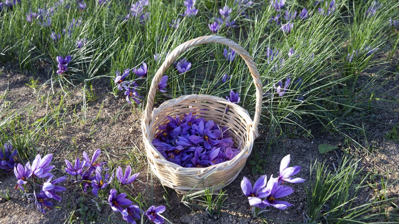 Emekli Hasan Artan (71), televizyondan üretimini izleyip merak ederek safran ekmeye karar verdi. 