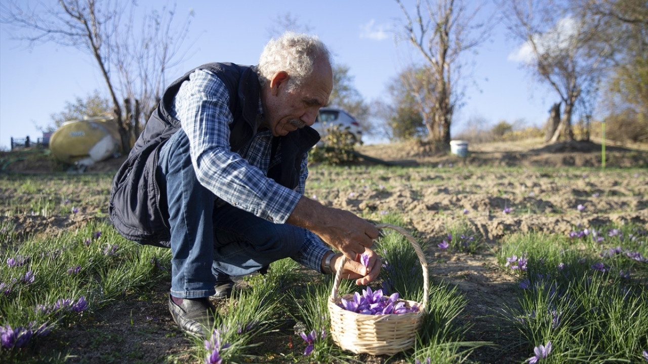 Bitkinin iklime uyum sağlamaması konusunda ilk başlarda tereddüt eden ama buna rağmen Safranbolu`dan yaklaşık 200 safran soğanı getirten Artan, 200 metrekarelik araziye ektiği safrandan verim almaya başladı.
