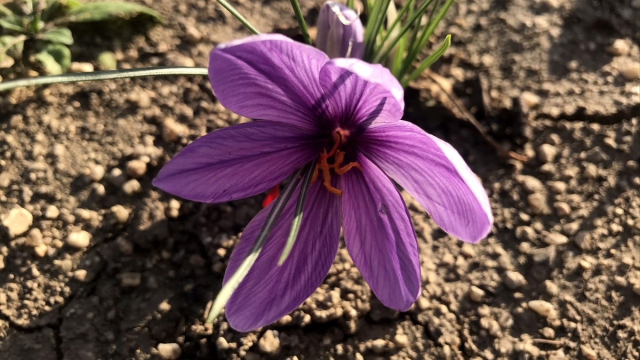 "Mucize bitki" olarak anılan gıda, tekstil, parfüm ve ilaç sanayinde kullanılan kilogramı 25-30 bin lira arasında satılan safranı kentte yetiştirmeyi başaran Hasan Artan, mor çiçekli güzel kokulu safranı hasat etmeye başladı. 