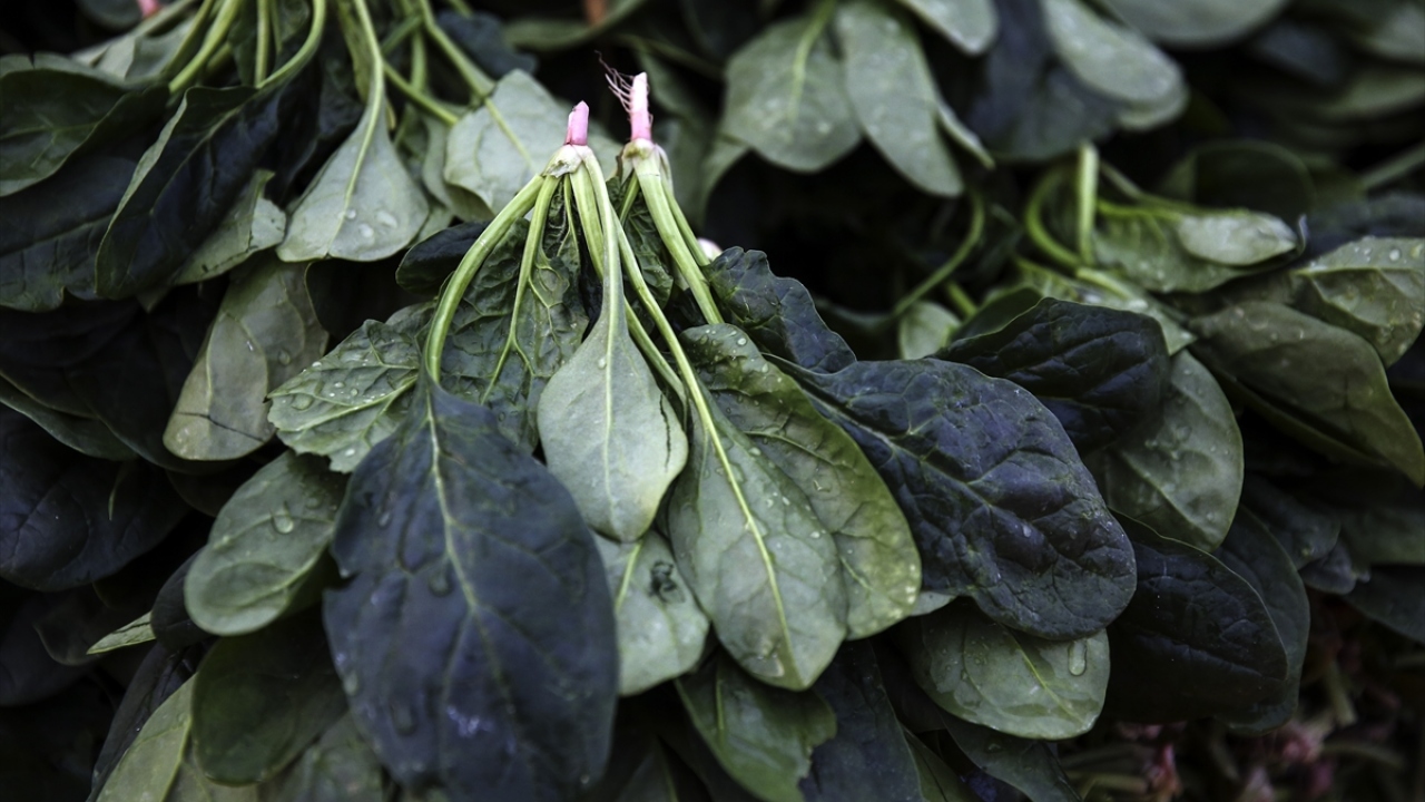 Hastalarda görülen ortak semptomlar sonucunda İstanbul İl Tarım ve Orman Müdürlüğü`nün harekete geçmesiyle bitkiden numune alınarak analiz edildi. 