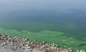 Atatürk Barajı'ndaki renk değişiminin sebebi belli oldu