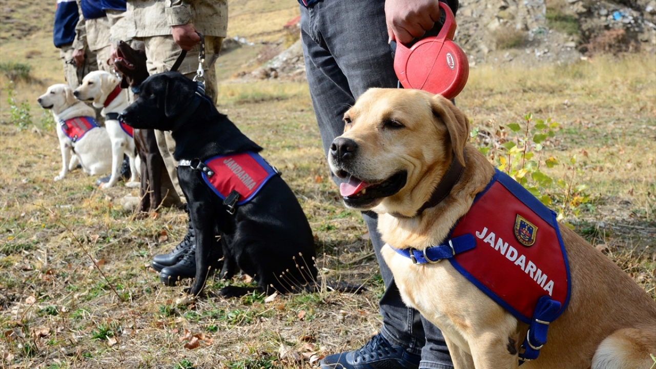 Terörle mücadele operasyonlarında da etkin rol üstlenen jandarma köpekleri, özellikle patlayıcı aramalarında büyük katkı sağlıyor.
