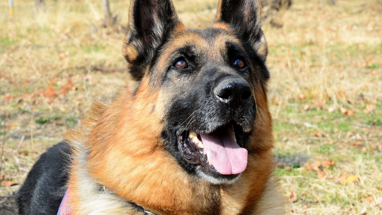 Jandarma At ve Köpek Eğitim Merkezi (JAKEM) Komutanlığındaki eğitimlerinin ardından il jandarma komutanlıklarına gönderilen köpekler, eğitimleri ve bakımları düzenli yapılarak her türlü göreve hazır bekletiliyor.