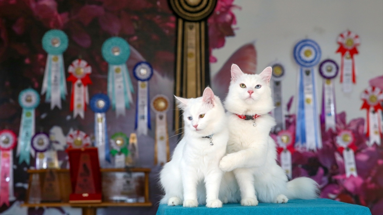 Yarışmada "Su", jüriden en yüksek puanı alarak birinci oldu.