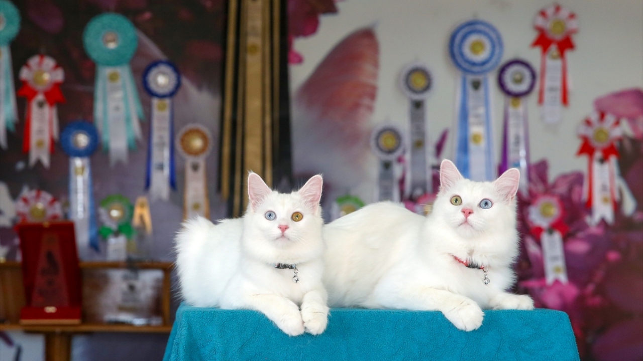 YYÜ Rektörü Prof. Dr. Hamdullah Şevli, gazetecilere yaptığı açıklamada, 15 ülkeden 200 kedi ırkının yer aldığı yarışmadan çok iyi bir sonuçla döndüklerini söyledi.