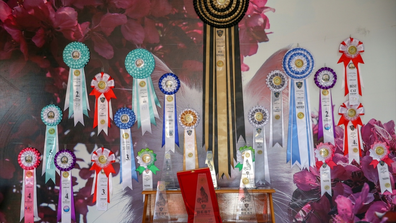  "Kedilere verilen emekler boşa gitmedi"