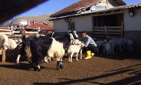 Genç çoban devlet desteği ile kendi işini kurdu