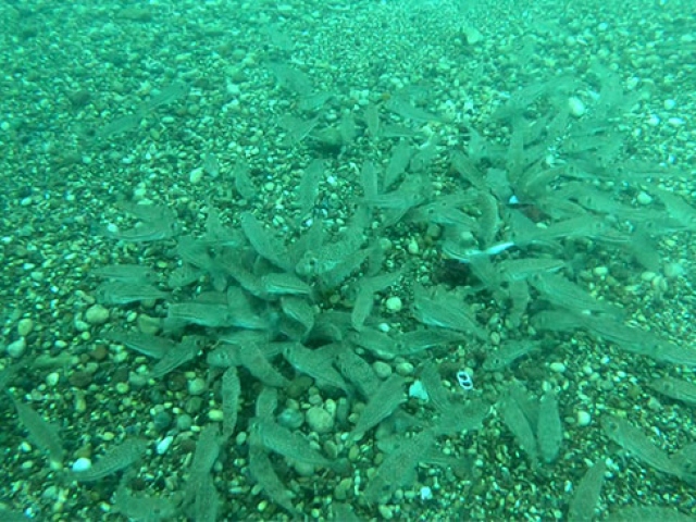 Balon balıkları sert kabuklu midyeleri anında yok etti